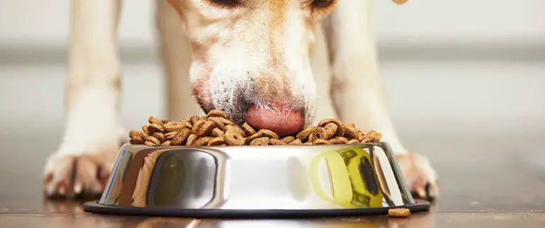 best dog food sensitive stomach diarrhea