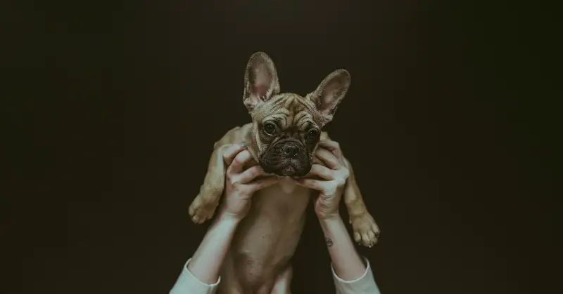 best dog to get for first time owner