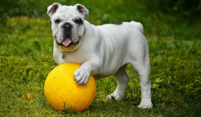 best mid size dogs for apartments