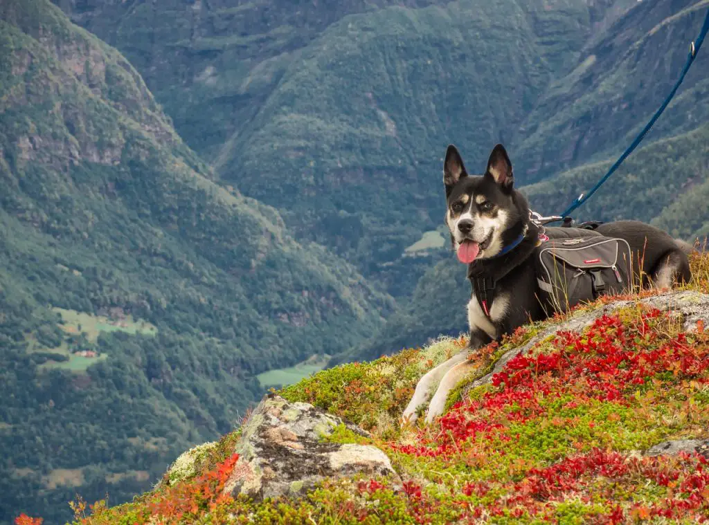 best dog harness for hiking