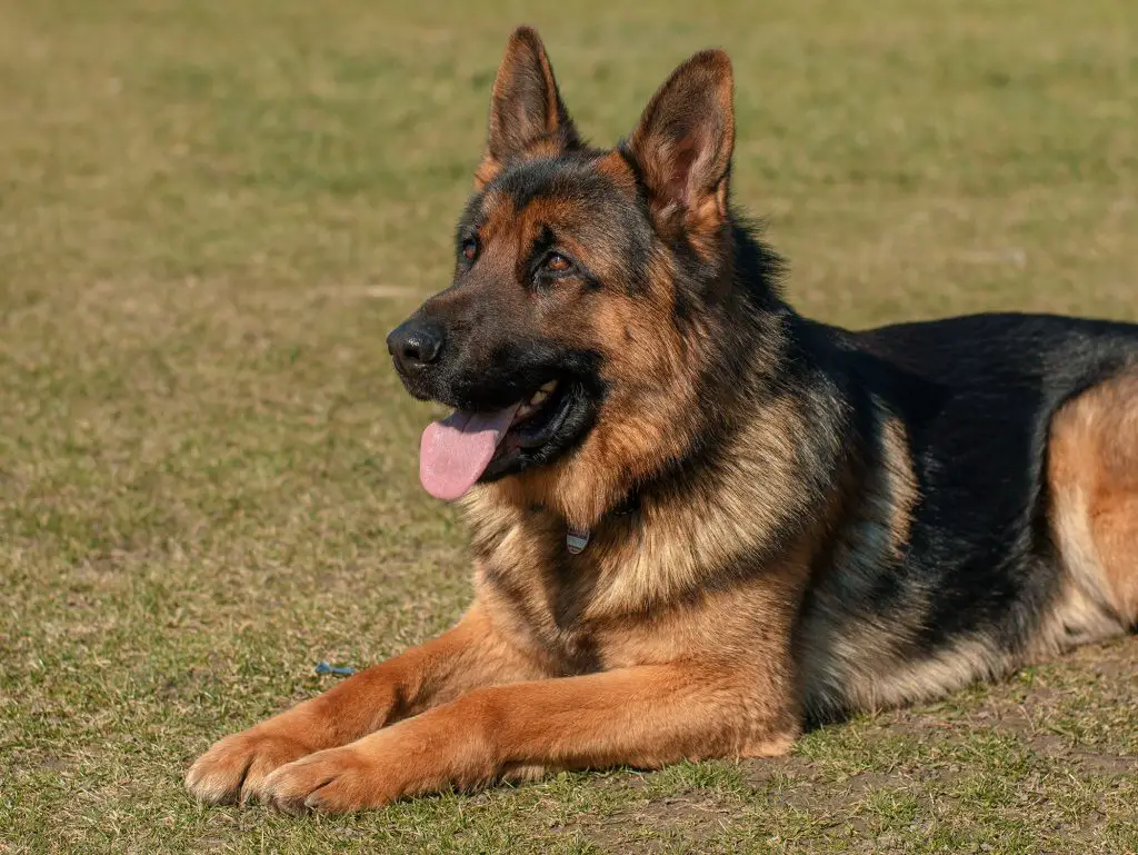 best-dog-food-for-german-shepherds-with-sensitive-stomachs-what-is-it