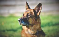 How difficult is protection dog training? How difficult is protection dog training?