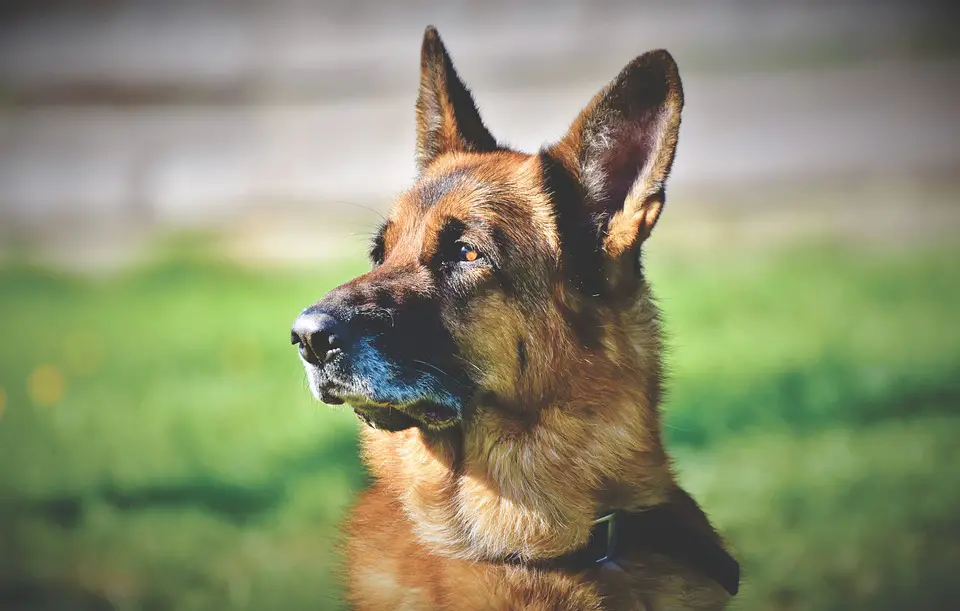 8 Best Guard Dog Breeds for Elderly & Senior Owners