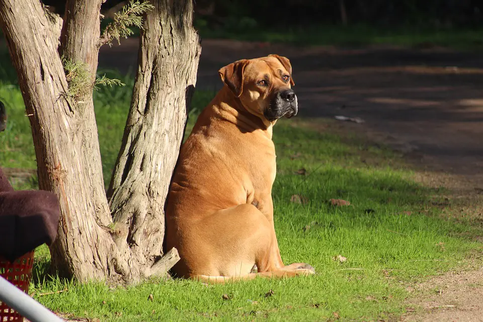 quiet protective dog breeds