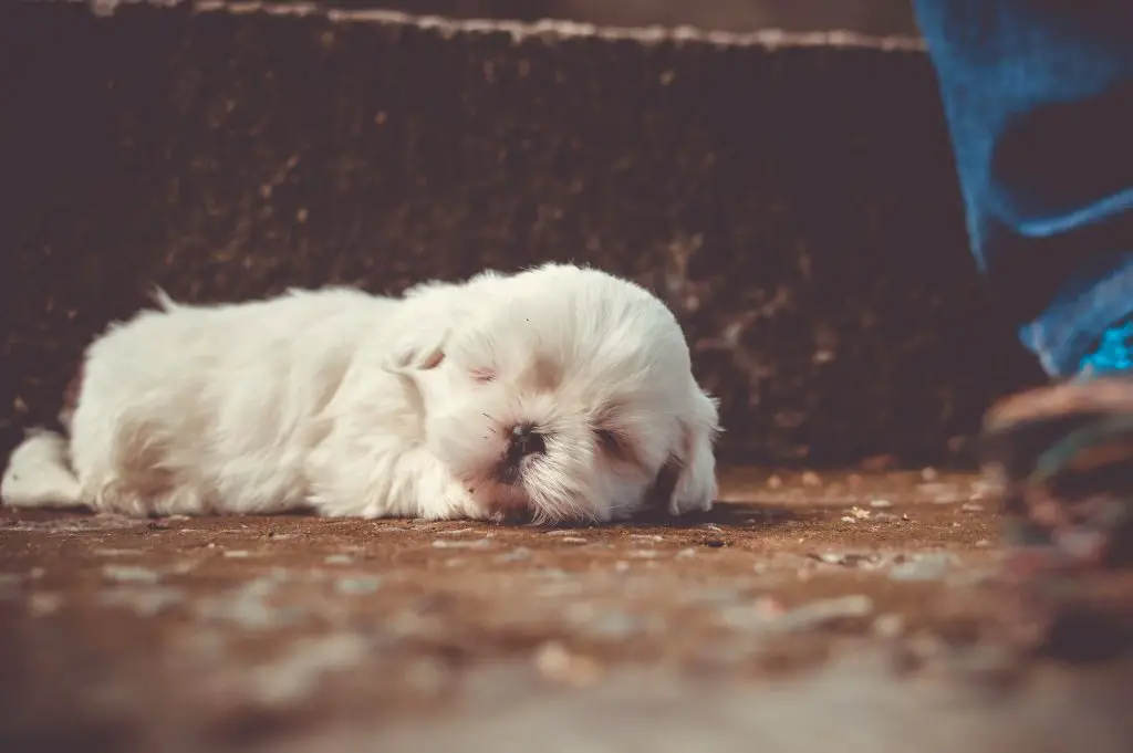How to Train a Puppy to Sleep Through the Night
