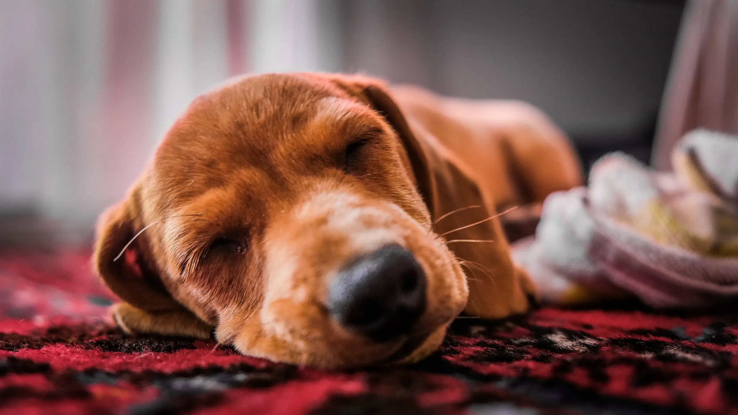 How to Train a Puppy to Sleep Through the Night - Best Protection Dogs