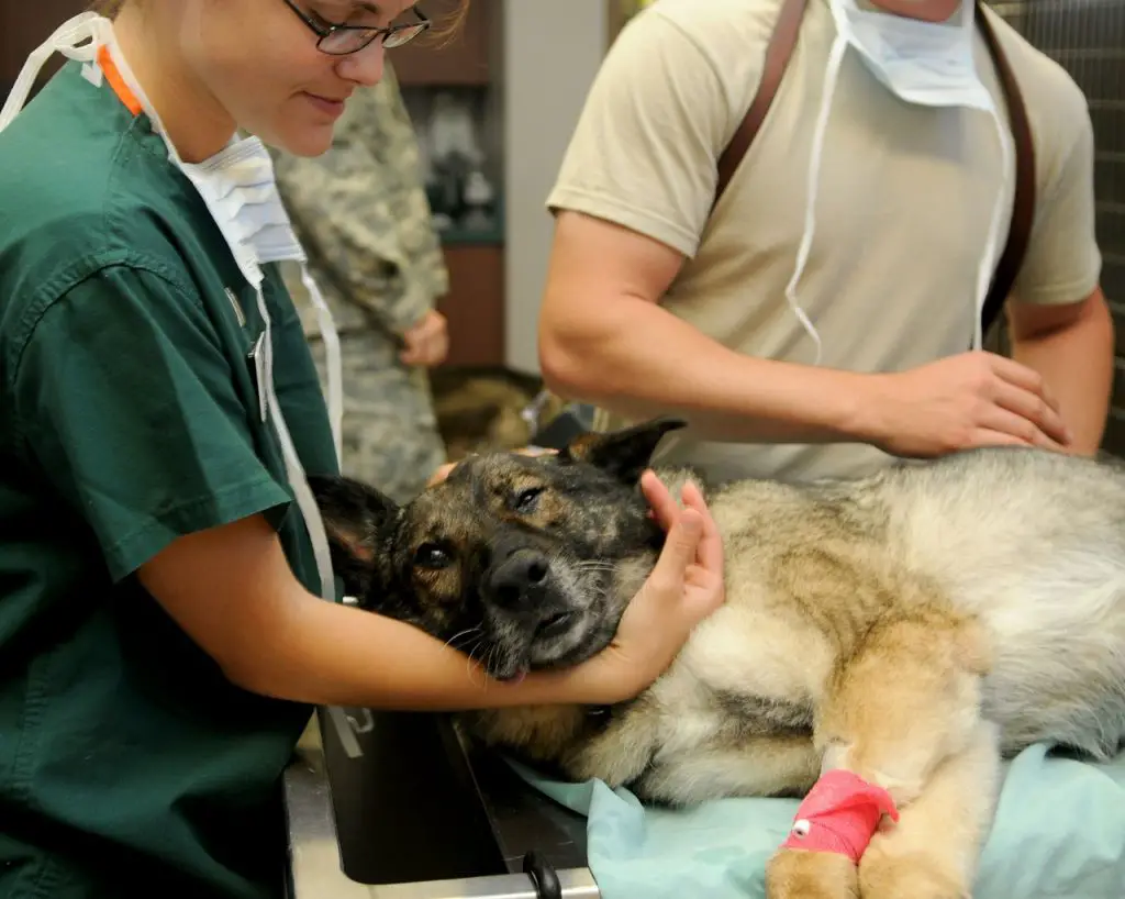 Can Dogs Recover From Acute Kidney Injury