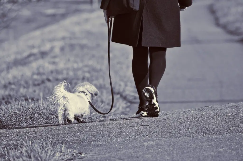 How to Make Your Dog Walk Beside You