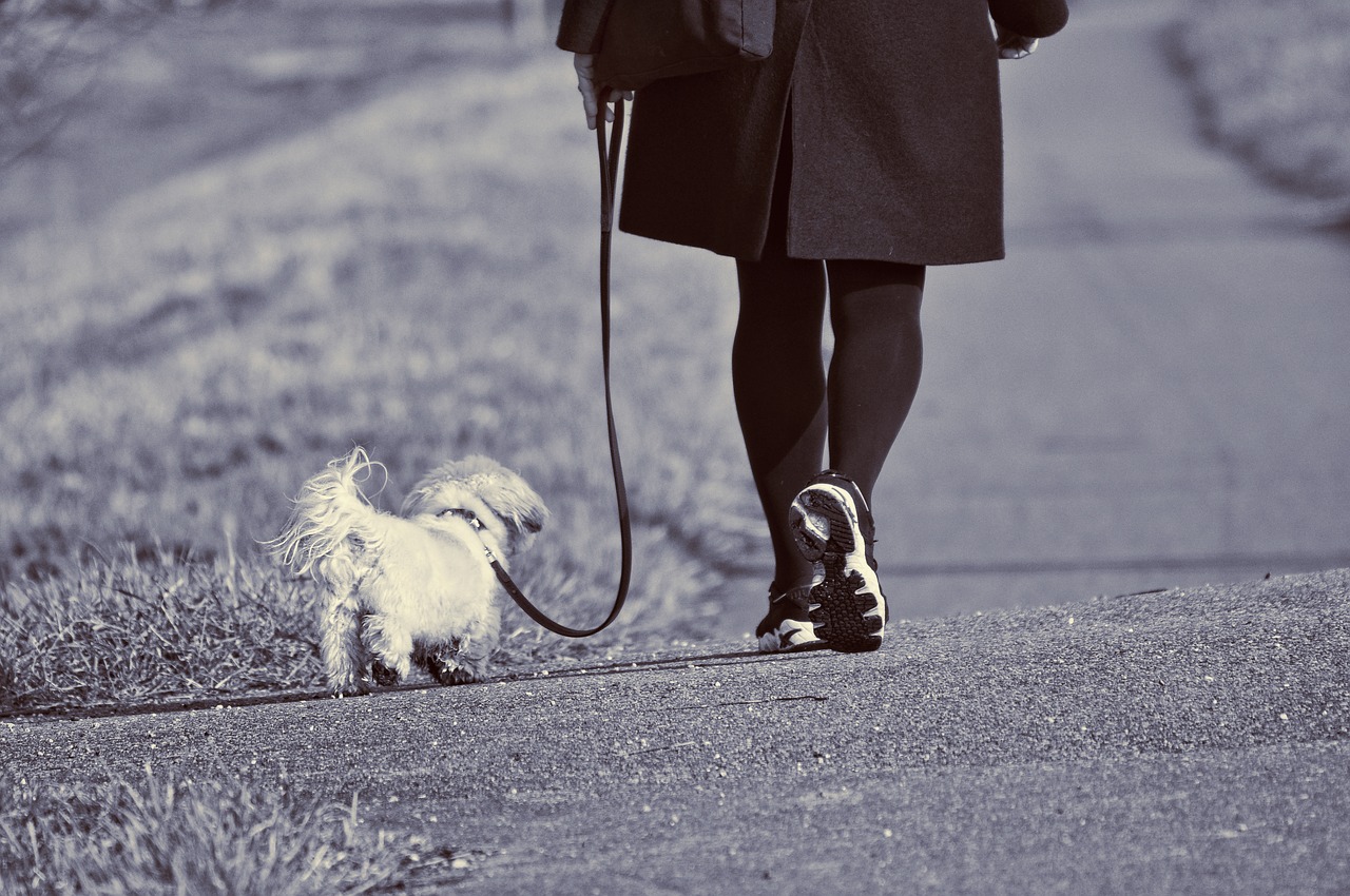 How to Make Your Dog Walk Beside You Best Protection Dogs