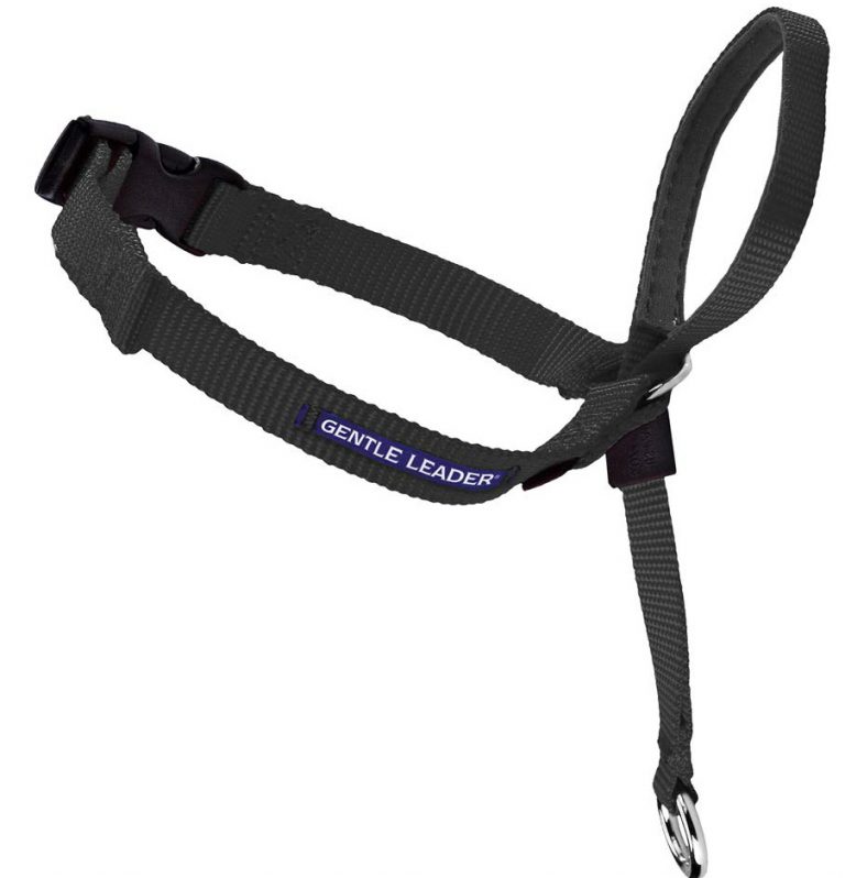 [2 Exclusive Picks!] Best Collar for Large Dog That Pulls