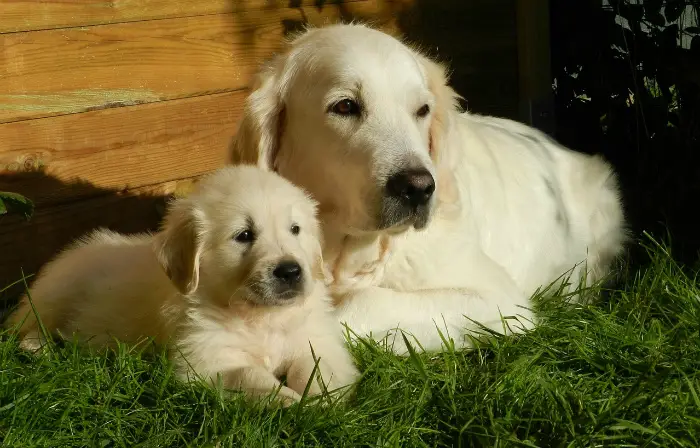 best dog breeds for babies and toddlers