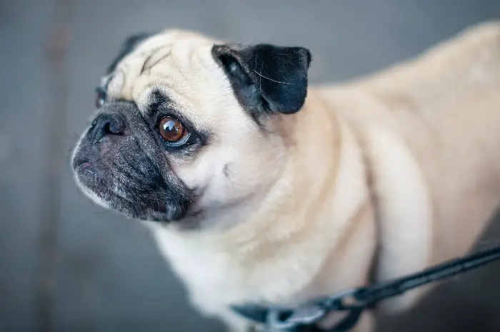 best dog breeds for babies and toddlers