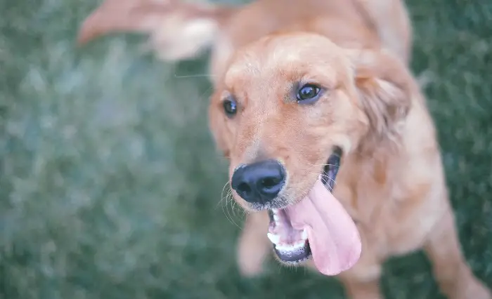 best dog breeds for child with autism