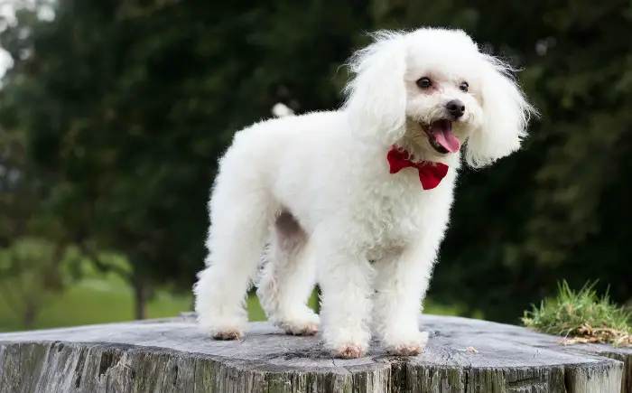 best dog breeds for child with autism