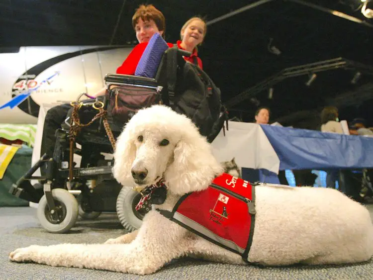 best dog breeds for psychiatric service dogs
