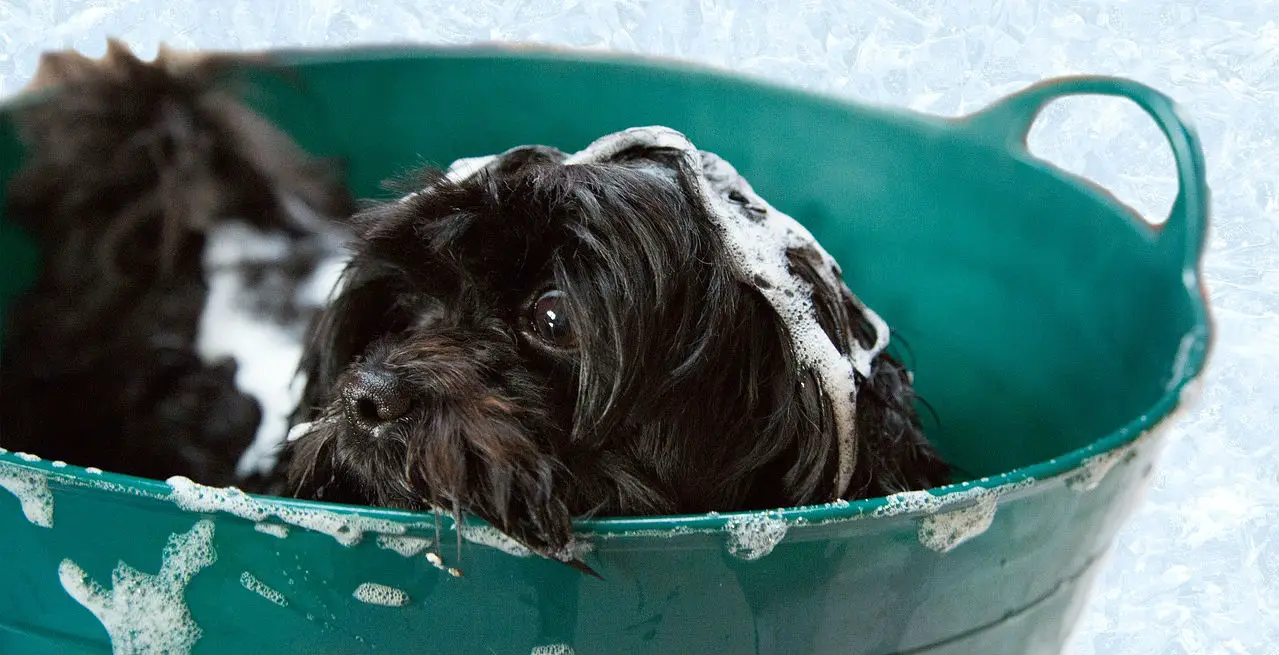 3-best-dog-shampoo-options-for-dry-skin-and-dandruff-buyer-s-guide