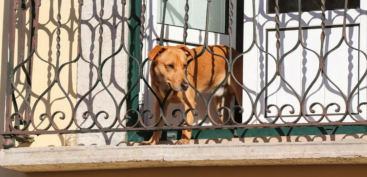 good guard dogs for apartments