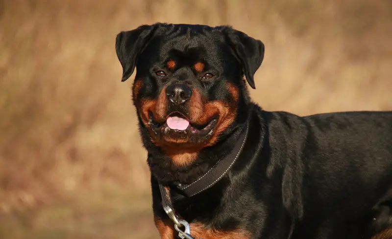 good guard dogs for apartments