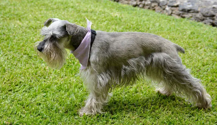 best guard dog for elderly