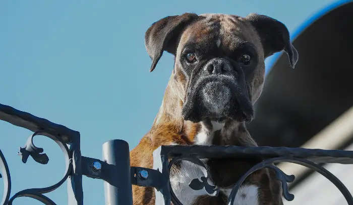 best large dog for family and protection