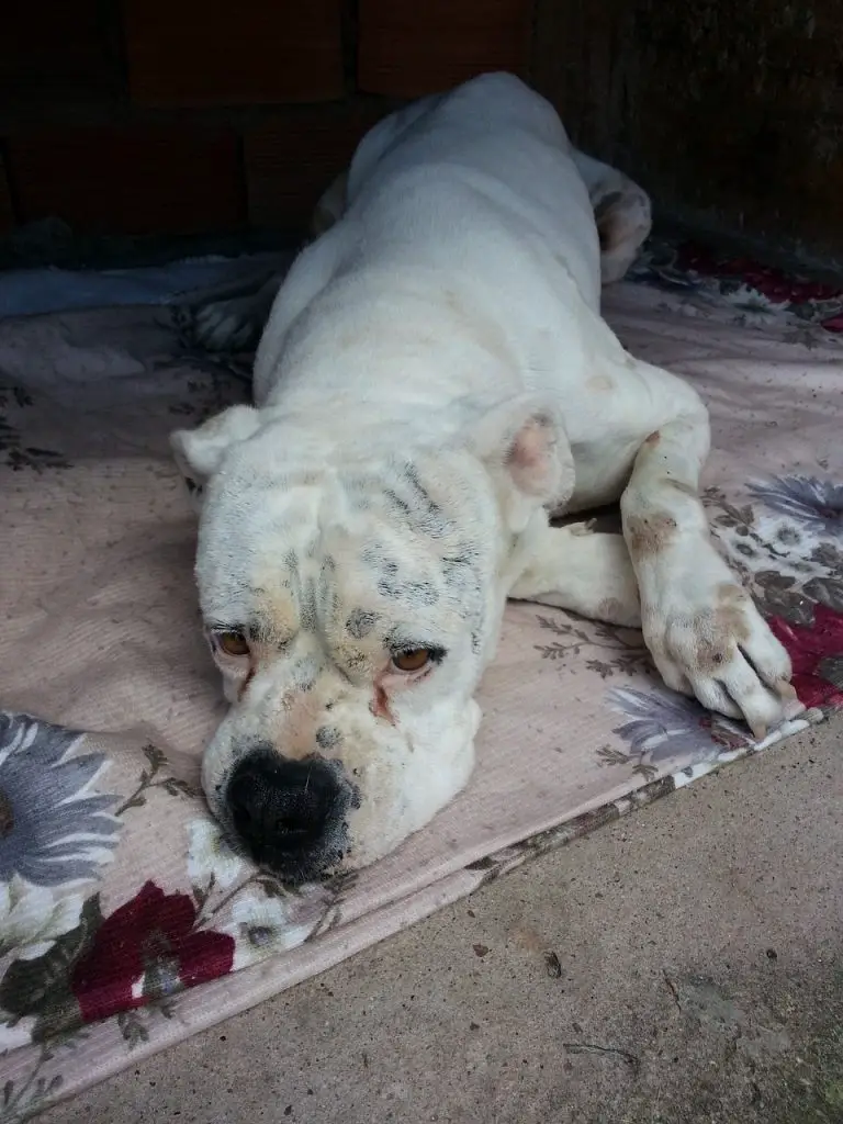 kidney diet for dogs