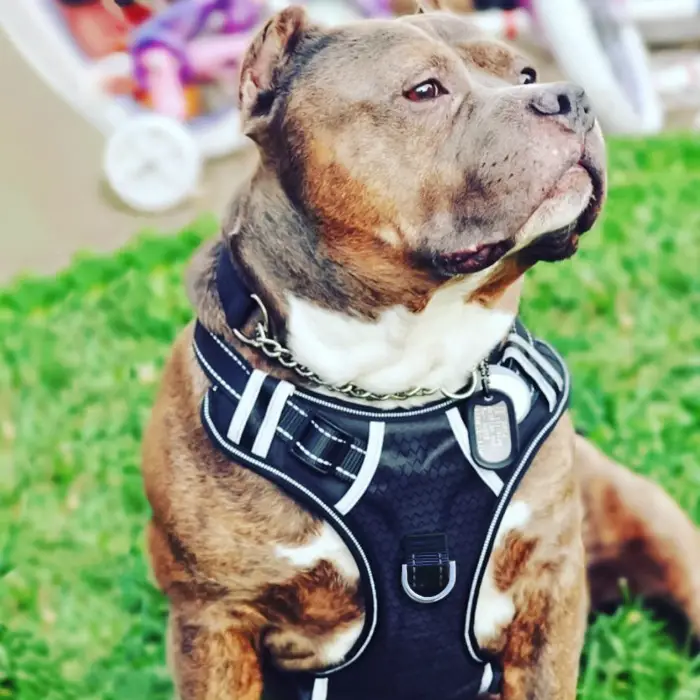 Top 3 Harness Options for Pitbulls to Stop Pulling [Buyer’s Guide]