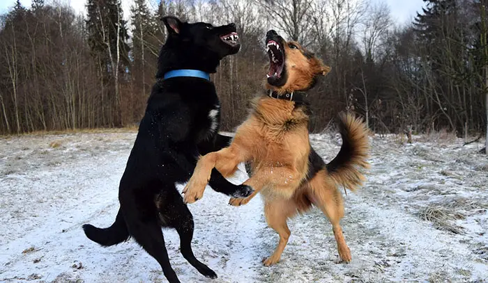 how to socialize an aggressive dog with humans