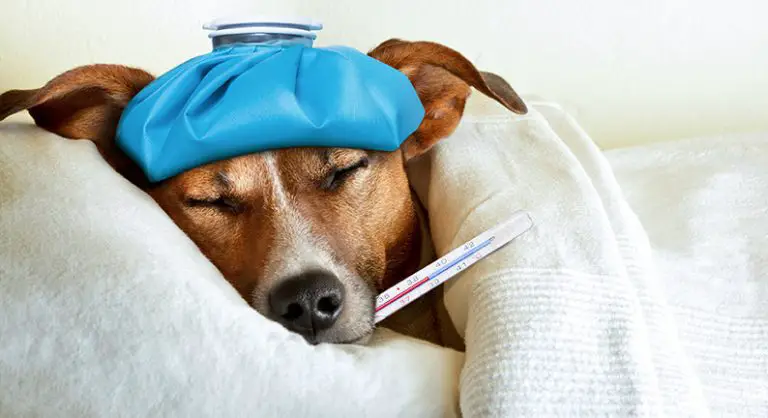 natural-cure-for-dog-diarrhea-home-treatment-effective-remedies