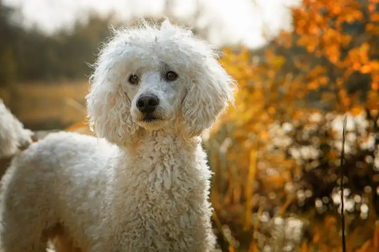 Are Poodles Good Guard Dogs? Best Protection Dogs