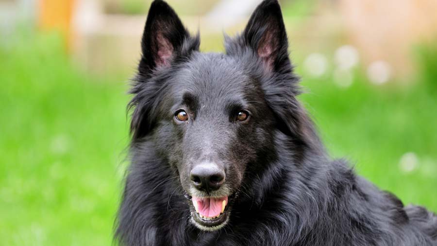 12 Smartest Large Dog Breeds That You Can Own!