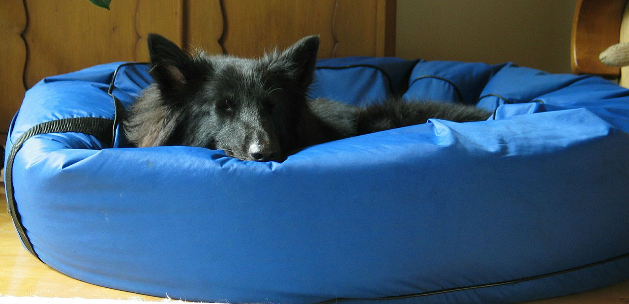 large washable dog beds