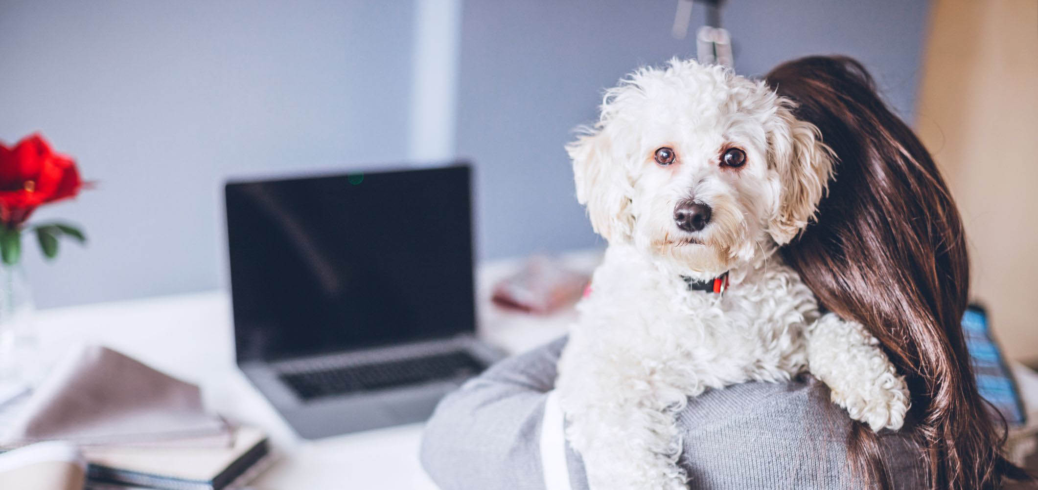 What to Do with Dogs While at Work? A Guide or the Busy Pawrents