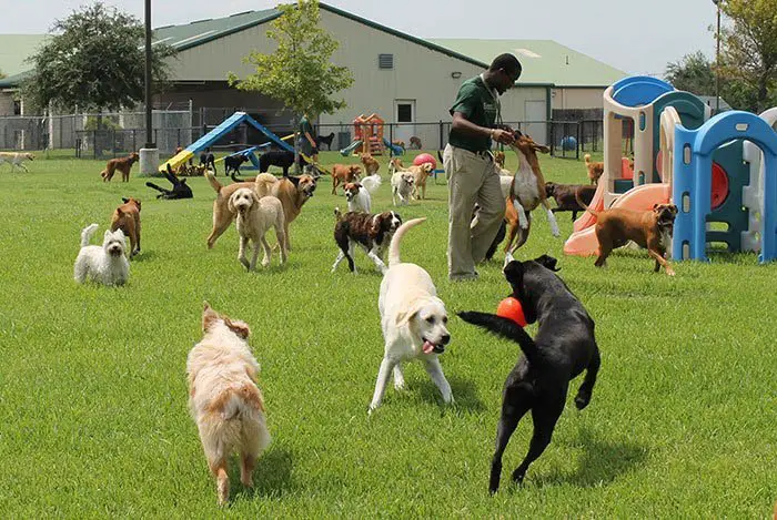 what to do with dogs while at work