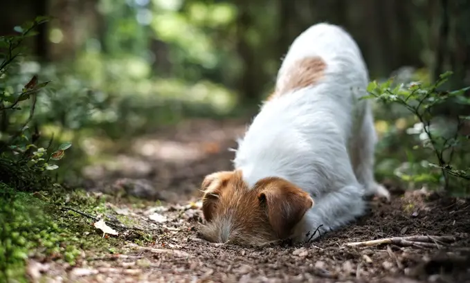 why is my dog freaking out for no reason