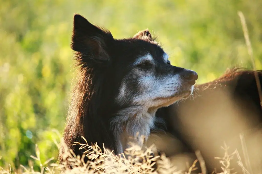 Dog dementia early signs