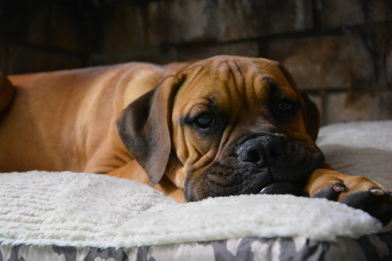 3 Best Dog Food for Boxer Puppies in Review (2022) - Best Protection Dogs