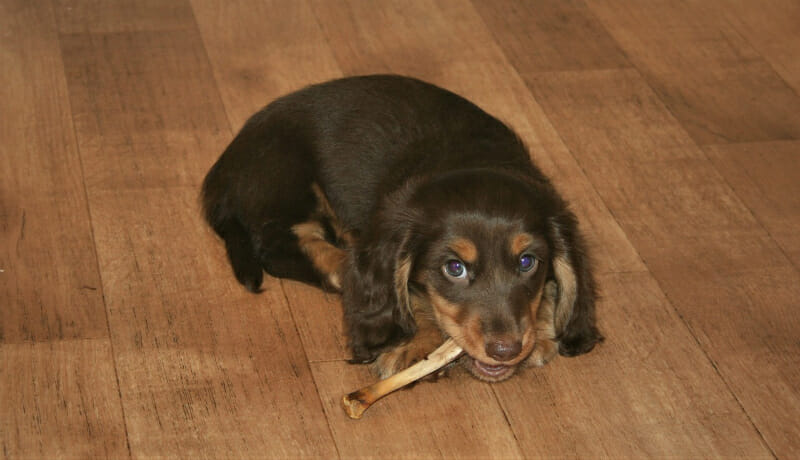 what can I give my dog for teething pain