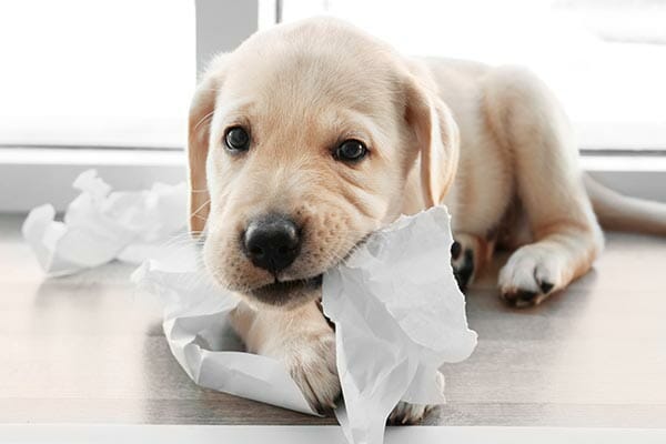 What Can I Give My Dog for Teething Pain? Tips to Sooth Your Pup