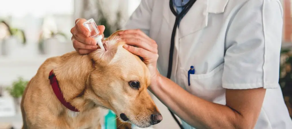 how to remove dog ear wax