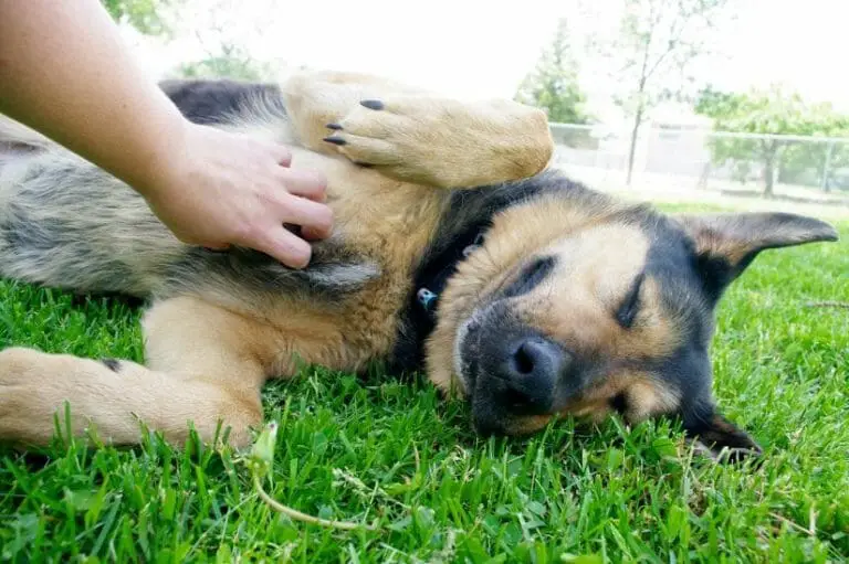 Signs Your Dog Needs to be Neutered or Spayed Signs Your Dog Needs to be Neutered or Spayed