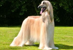 What is a Sighthound Dog? 10 Breeds to Consider