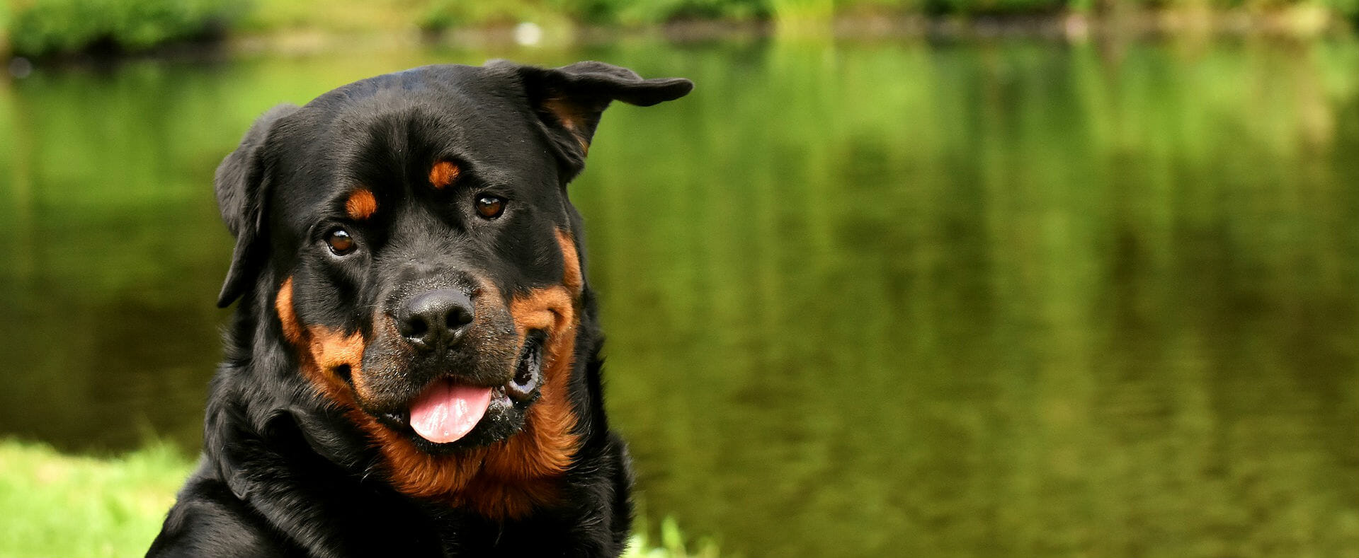 rottweiler police dog training