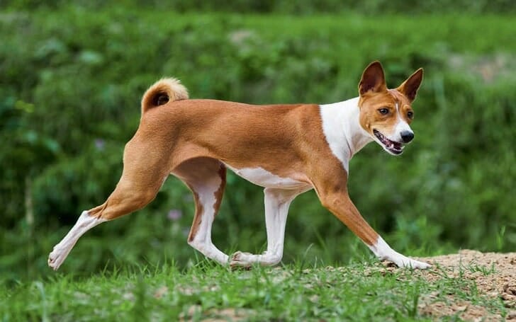 what is a sighthound dog