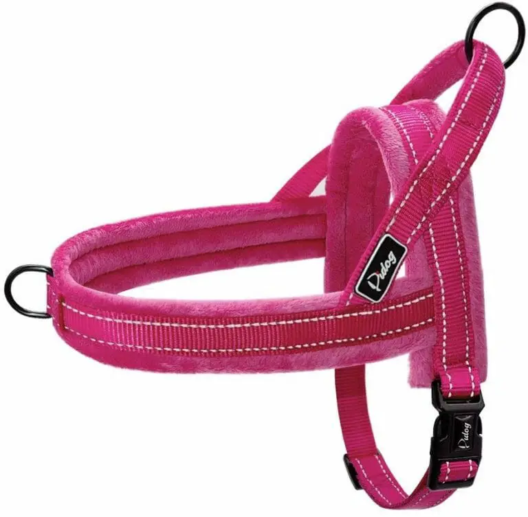 Best Collar For Dogs that Escape Top 5 Options for Your Pooch