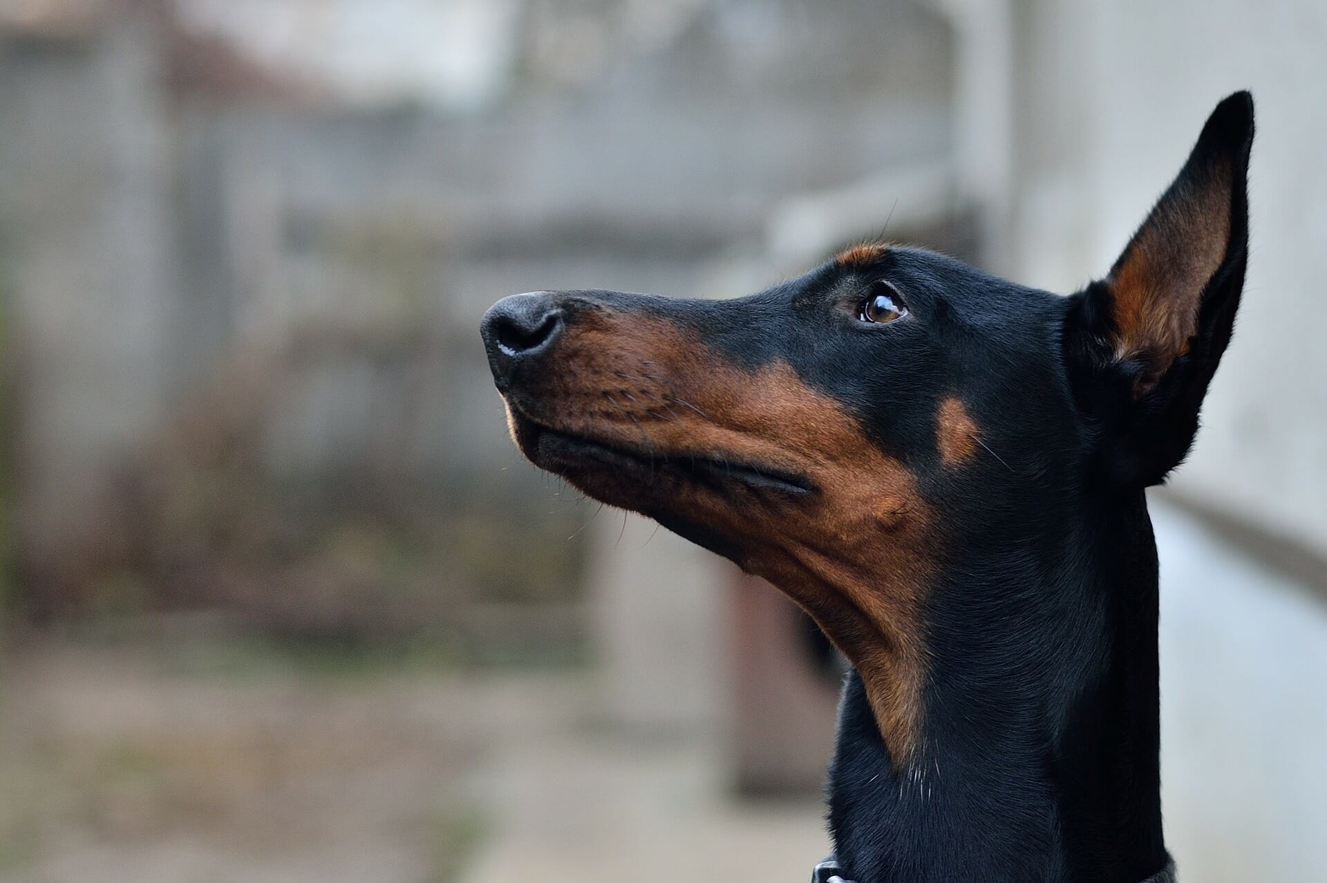 Are Doberman Pinschers Good Family Dogs? What You Need to Know