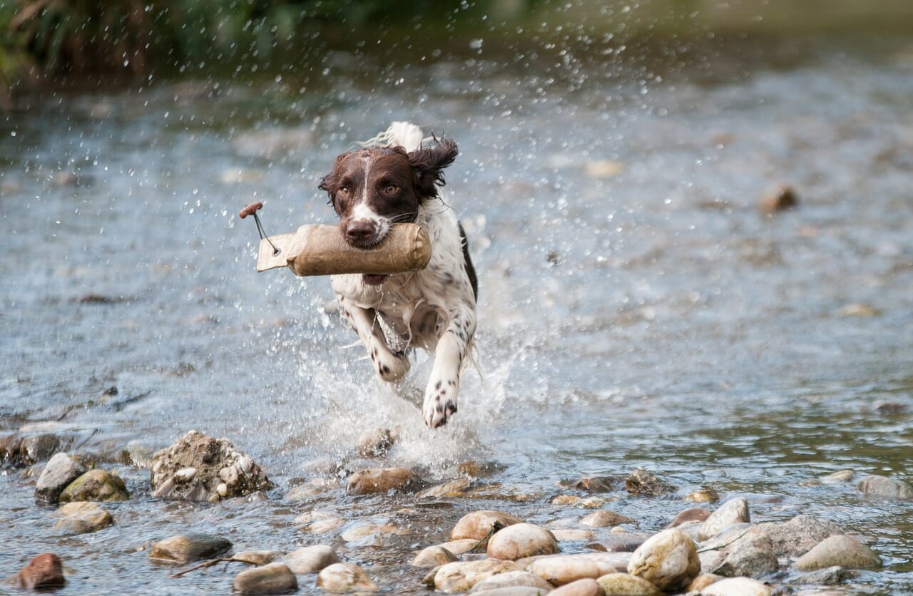 Dog Food For High Energy Dogs