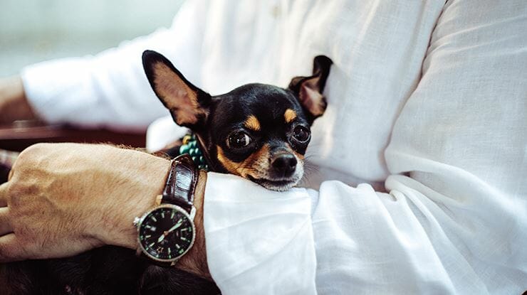 how to have a dog while traveling for work