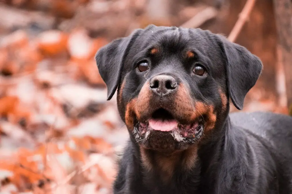 Are Rottweilers Good Guard Dogs? Here’s What We Found Out