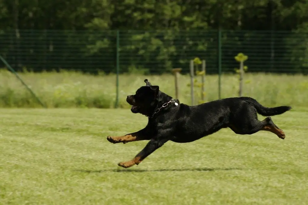 are Rottweilers good guard dogs