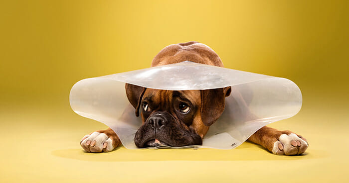signs your dog needs to be neutered